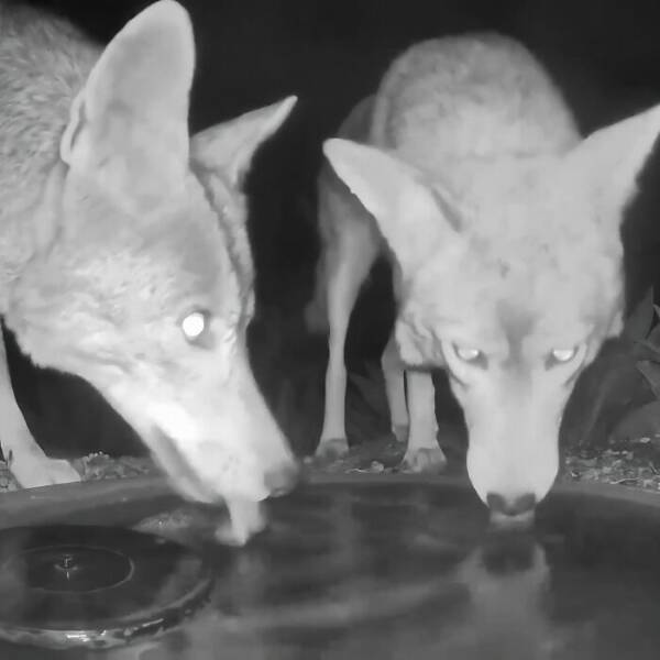 Hidden Camera Captures Wildlife At Backyard Fountain