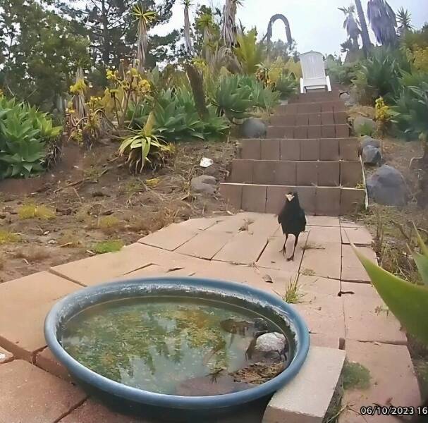 Hidden Camera Captures Wildlife At Backyard Fountain