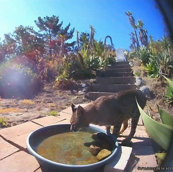 Hidden Camera Captures Wildlife At Backyard Fountain