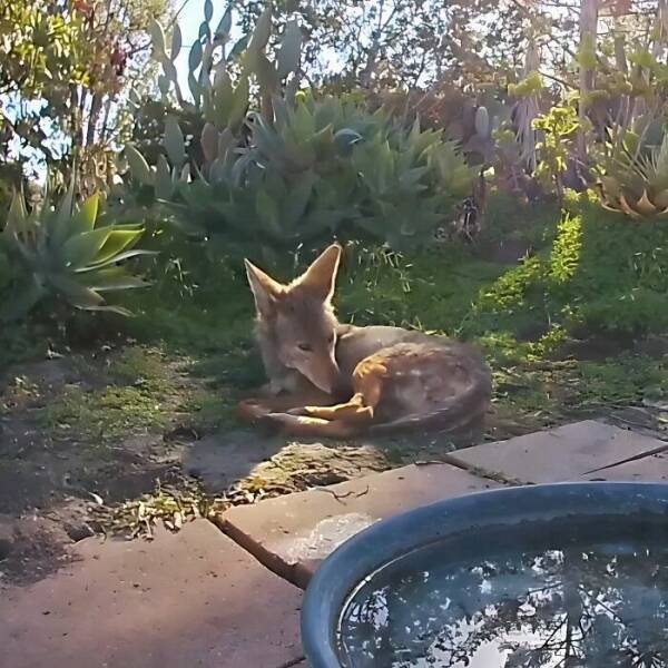 Hidden Camera Captures Wildlife At Backyard Fountain