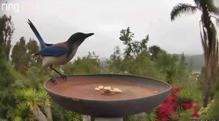 Hidden Camera Captures Wildlife At Backyard Fountain