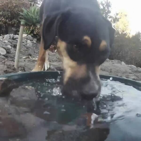 Hidden Camera Captures Wildlife At Backyard Fountain