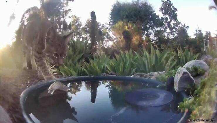 Hidden Camera Captures Wildlife At Backyard Fountain