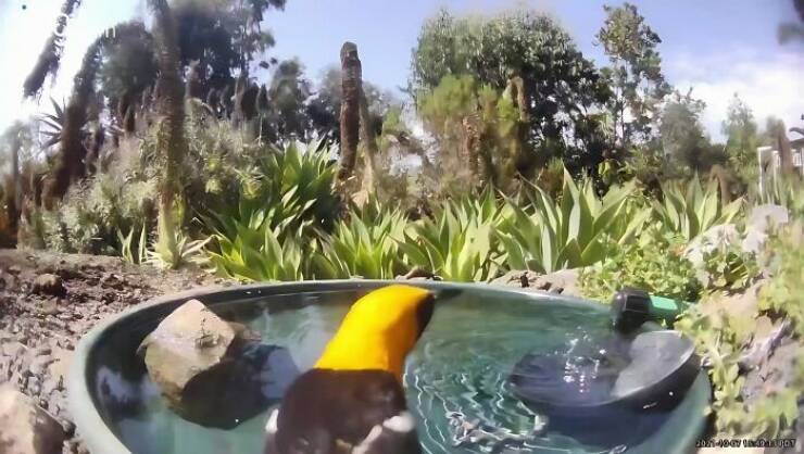 Hidden Camera Captures Wildlife At Backyard Fountain