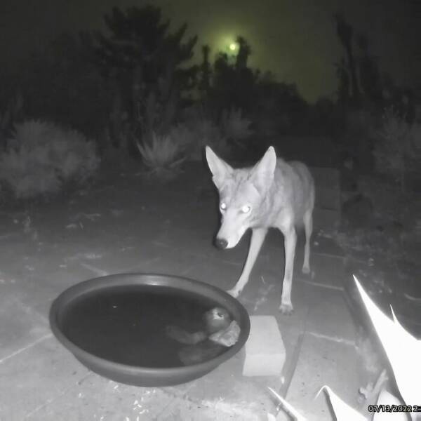 Hidden Camera Captures Wildlife At Backyard Fountain