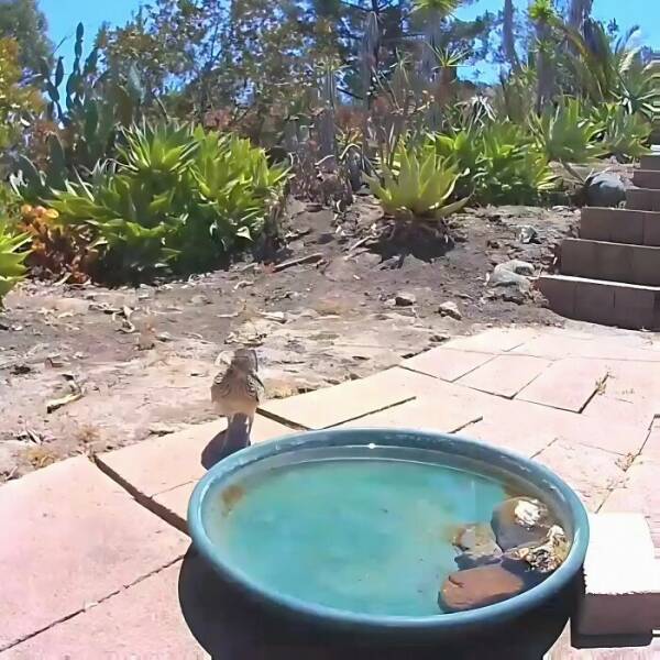 Hidden Camera Captures Wildlife At Backyard Fountain