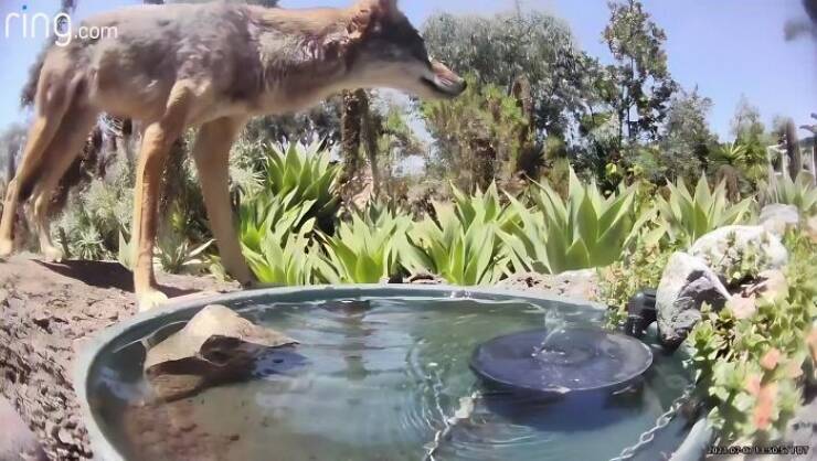 Hidden Camera Captures Wildlife At Backyard Fountain