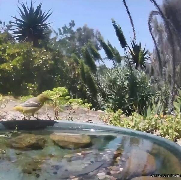 Hidden Camera Captures Wildlife At Backyard Fountain