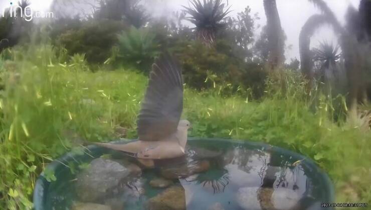 Hidden Camera Captures Wildlife At Backyard Fountain