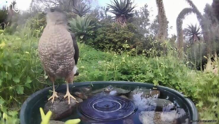 Hidden Camera Captures Wildlife At Backyard Fountain