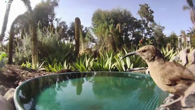 Hidden Camera Captures Wildlife At Backyard Fountain