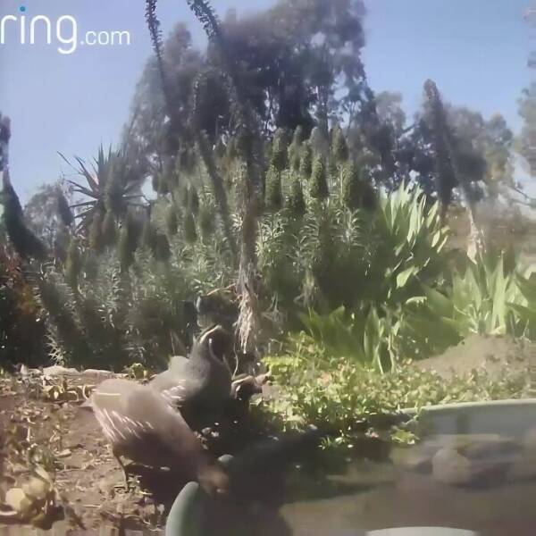 Hidden Camera Captures Wildlife At Backyard Fountain