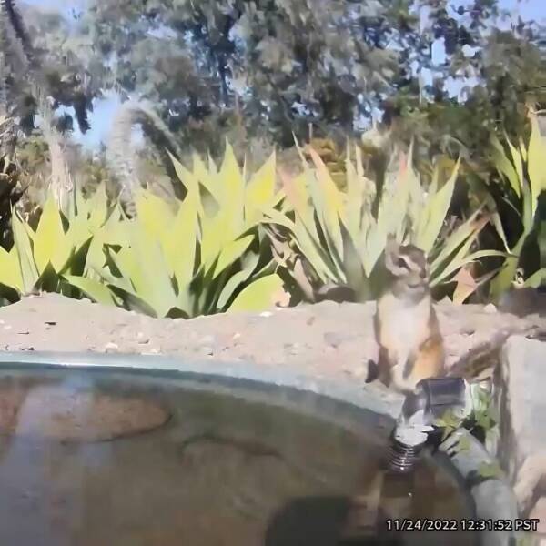 Hidden Camera Captures Wildlife At Backyard Fountain