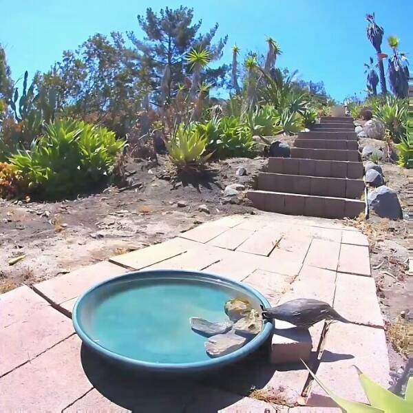 Hidden Camera Captures Wildlife At Backyard Fountain