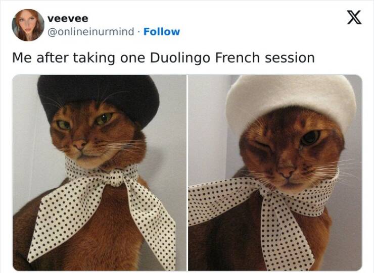 Learning With Laughter: Threatening Duolingo Memes