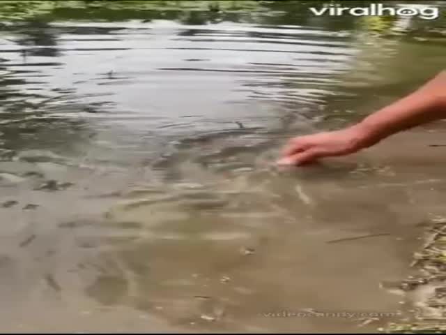 How To Tame A Fish