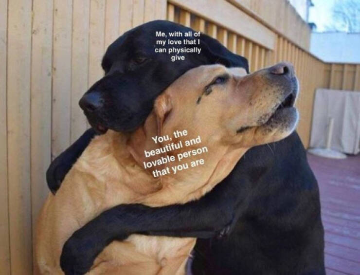 Wholesome Memes To Brighten Your Day