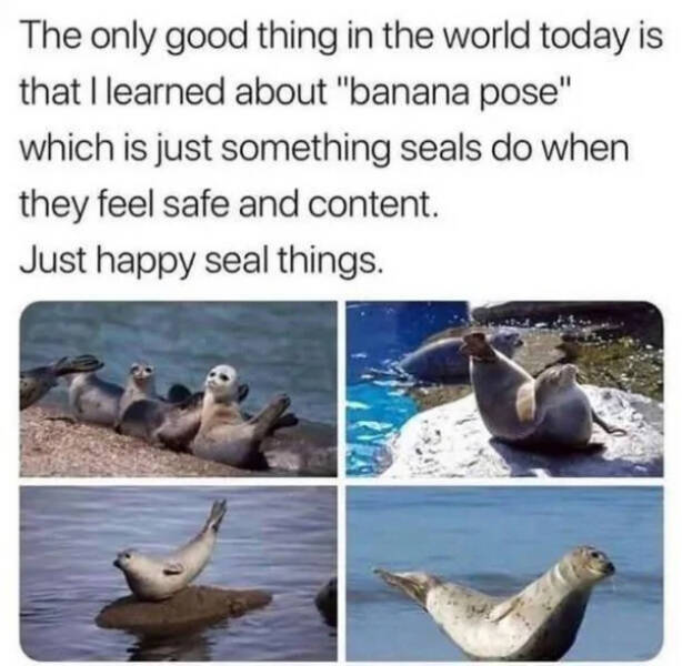 Wholesome Memes To Brighten Your Day