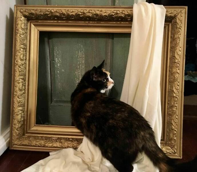 Renaissance Cats