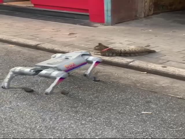 Animals On The Streets Of China