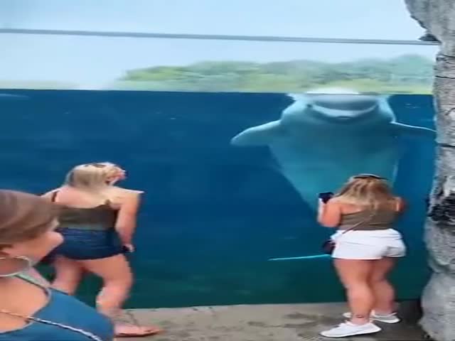 Prankster Beluga Whale