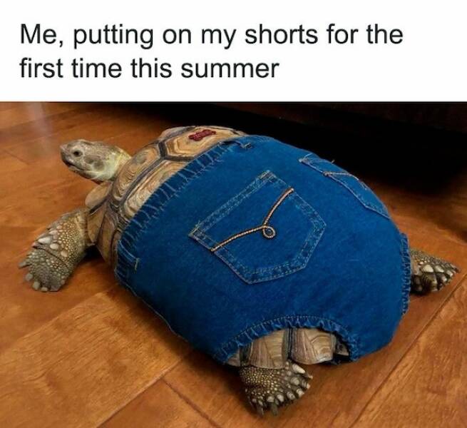 Memes To Brighten Your Summer Days