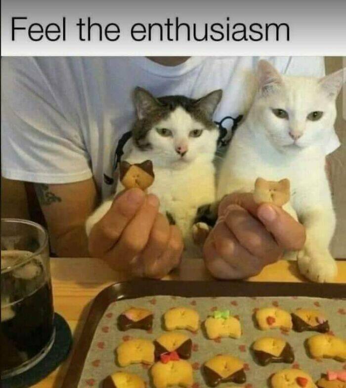 The Best Cat Memes To Make You Smile The Best Cat Memes To Make You Smile