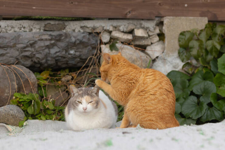 2024 Comedy Pet Photo Award Winners