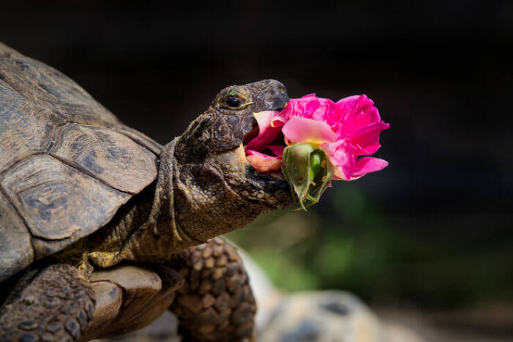 2024 Comedy Pet Photo Award Winners