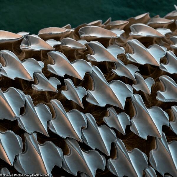 Microscopic Marvels: The Fascinating World Up Close