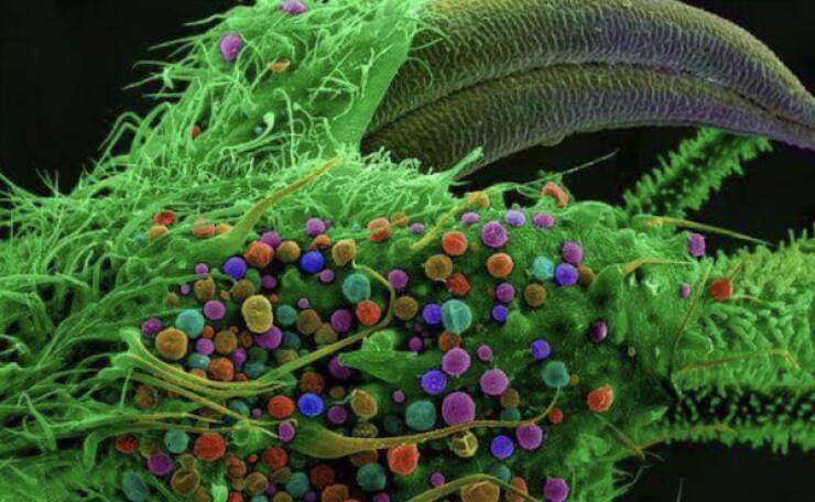 Microscopic Marvels: The Fascinating World Up Close