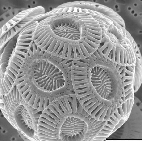 Microscopic Marvels: The Fascinating World Up Close