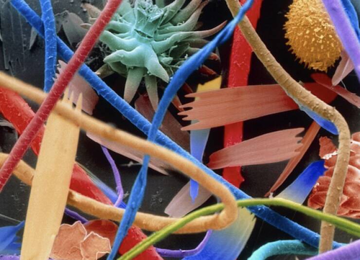 Microscopic Marvels: The Fascinating World Up Close