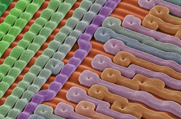 Microscopic Marvels: The Fascinating World Up Close