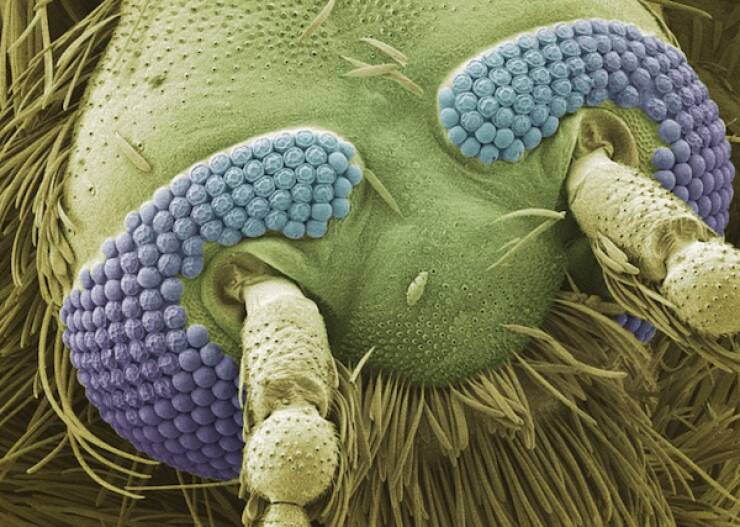 Microscopic Marvels: The Fascinating World Up Close