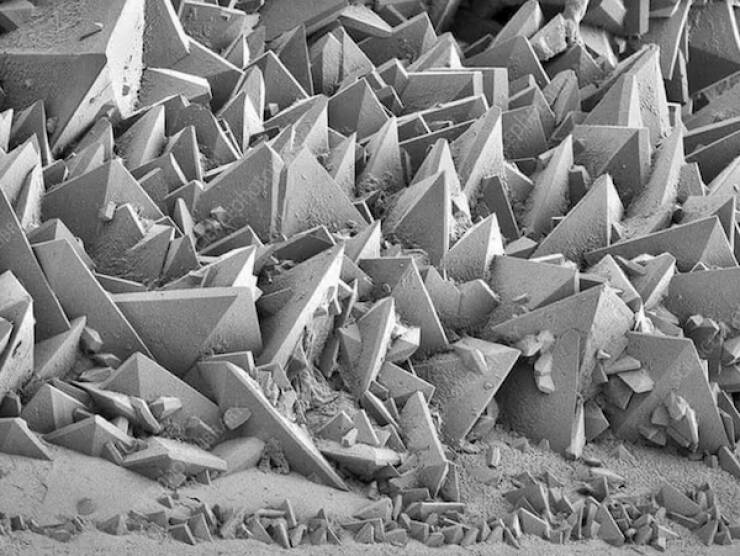 Microscopic Marvels: The Fascinating World Up Close