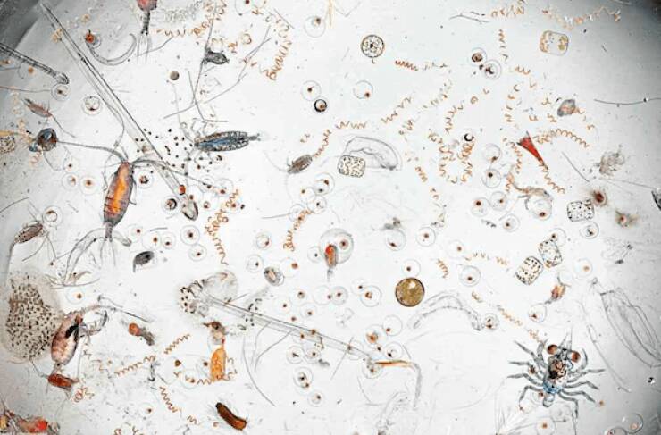 Microscopic Marvels: The Fascinating World Up Close