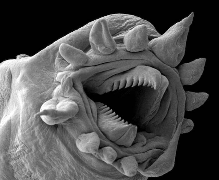 Microscopic Marvels: The Fascinating World Up Close