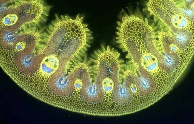 Microscopic Marvels: The Fascinating World Up Close