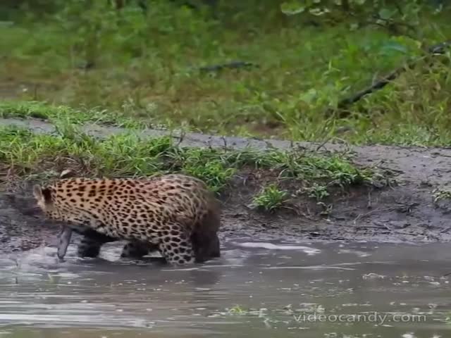 Leopard Caught Its Prey After A Long Hunt