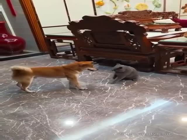 New Dog Tactics For Avoiding A Fight With A Cat