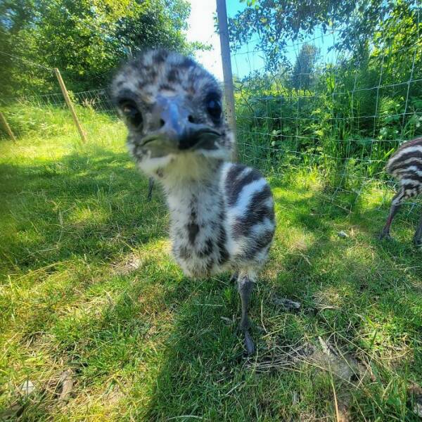 Birds With Threatening Vibes