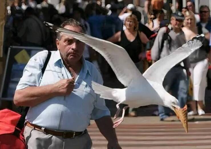 Birds With Threatening Vibes