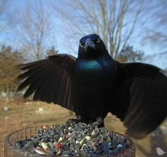 Birds With Threatening Vibes