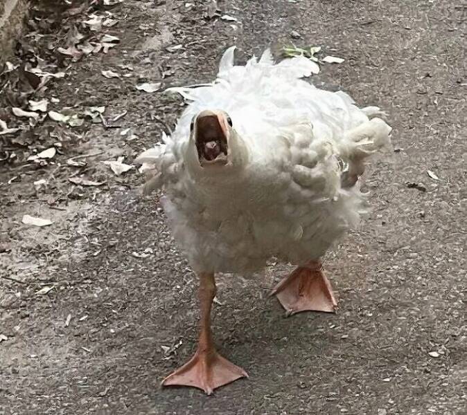 Birds With Threatening Vibes