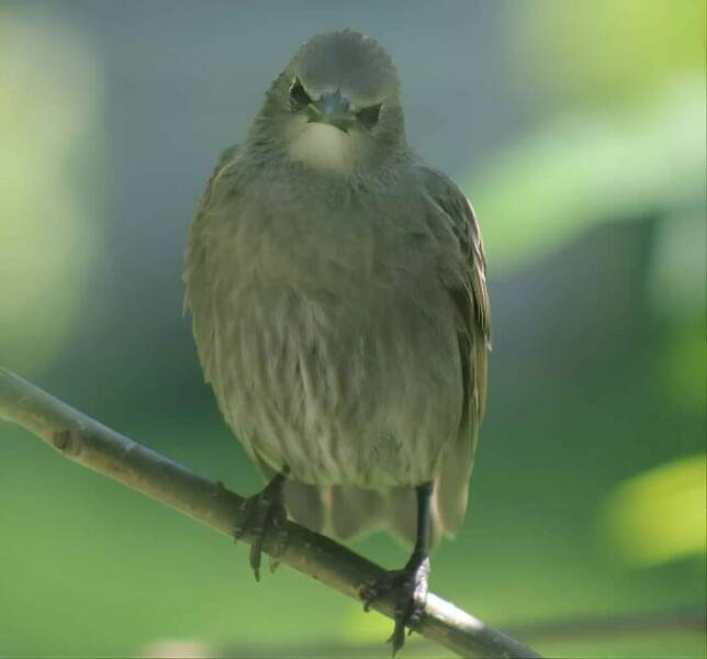 Birds With Threatening Vibes