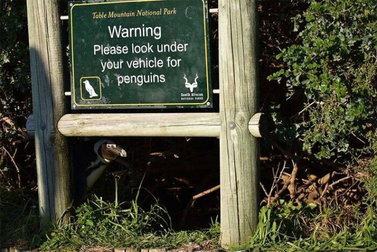 Birds With Threatening Vibes