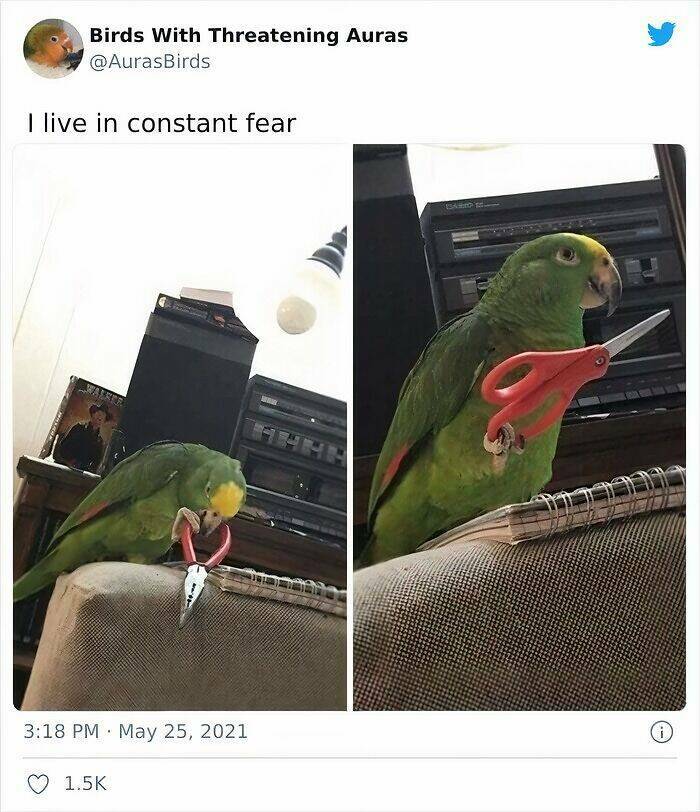 Birds With Threatening Vibes