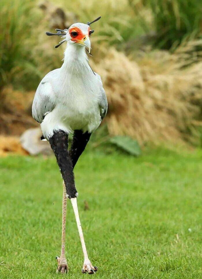 Birds With Threatening Vibes