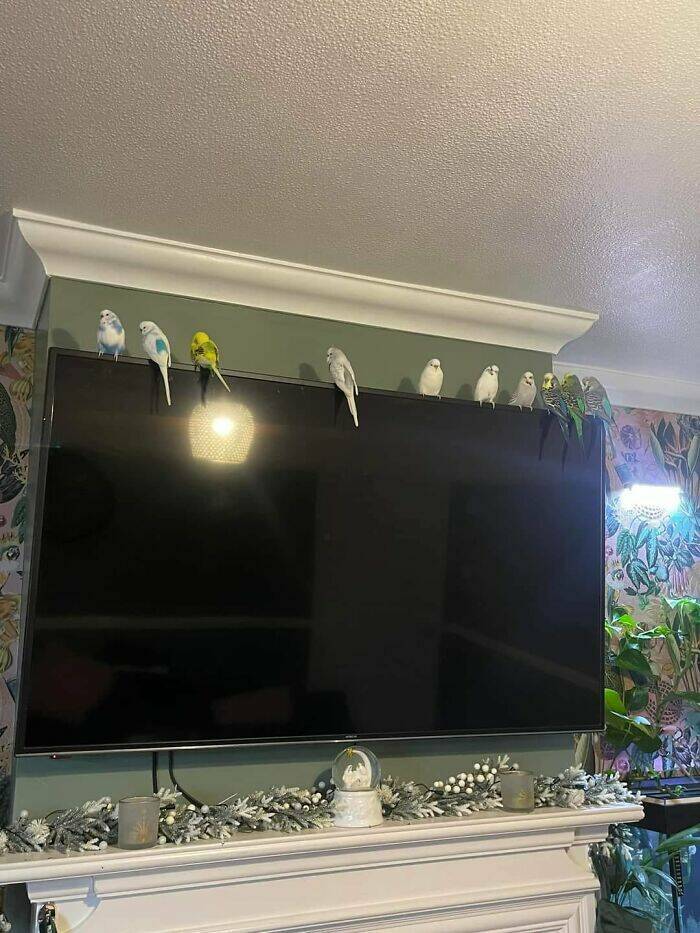 Birds With Threatening Vibes